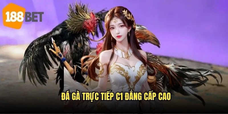 Đá gà trực tiếp C1 188bet - Giải đấu hạng A hấp dẫn 2 Đá gà trực tiếp C1 đẳng cấp cao