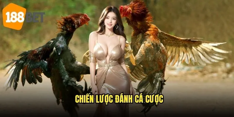 Đá gà cựa sắt Thomo 188bet - Quyết chiến vũ khí lợi hại 3 Chiến lược đánh cá cược