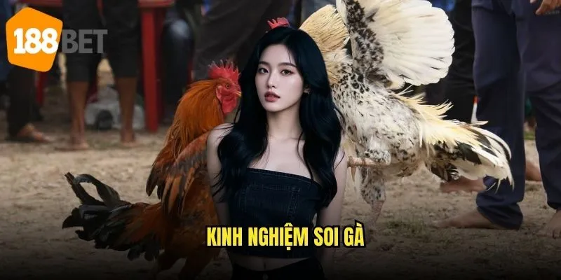 Đá gà cựa dao 188bet - Đỉnh cao nghệ thuật đá gà 3 Kinh nghiệm soi gà