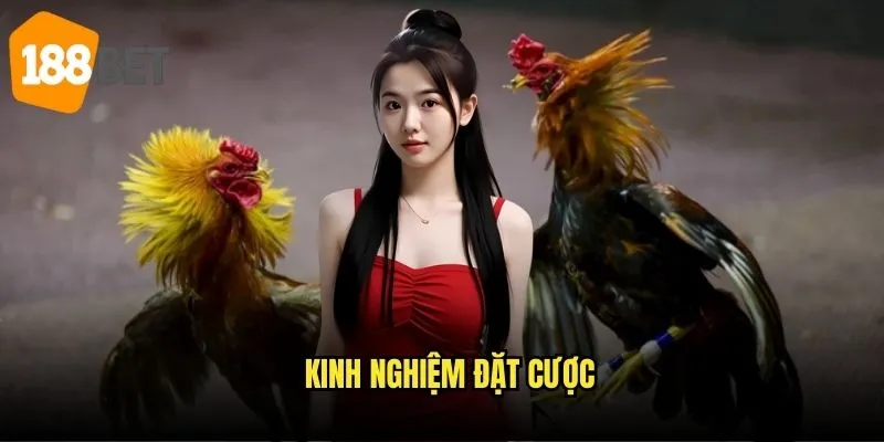 Đá gà Thomo 188bet - Trải nghiệm truyền thống đặc sắc 3 Kinh nghiệm đặt cược