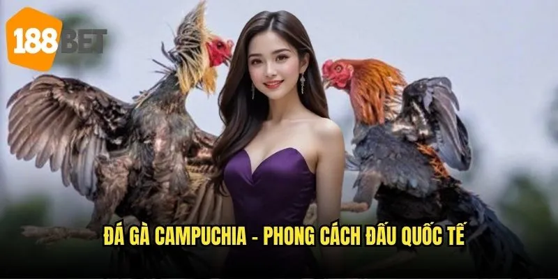 Đá gà Campuchia 188bet - Khám phá arena đỉnh cao 2 Đá gà Campuchia - Phong cách đấu quốc tế